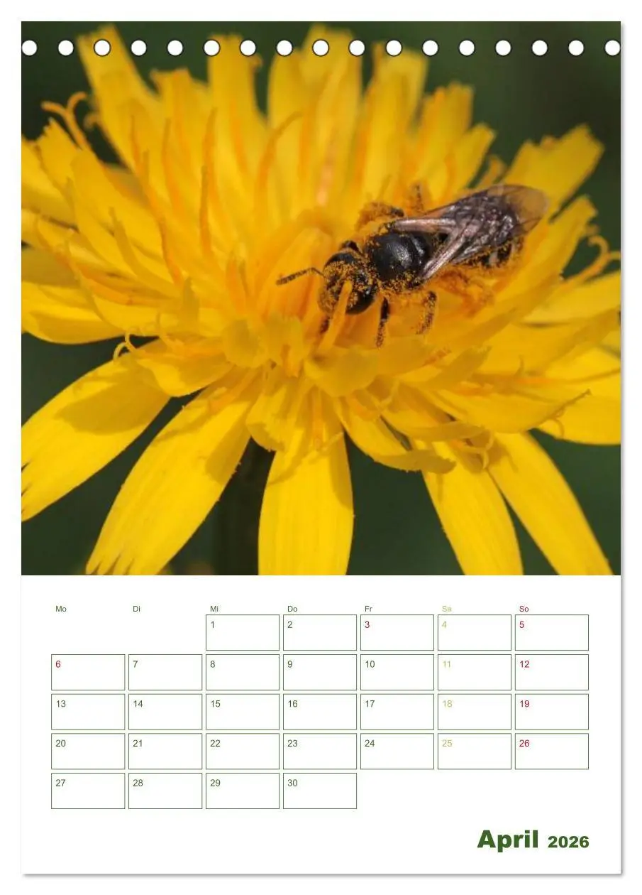 Bild: 9783516439557 | Bienen-Terminplaner 2026 (Tischkalender 2026 DIN A5 hoch), CALVENDO...