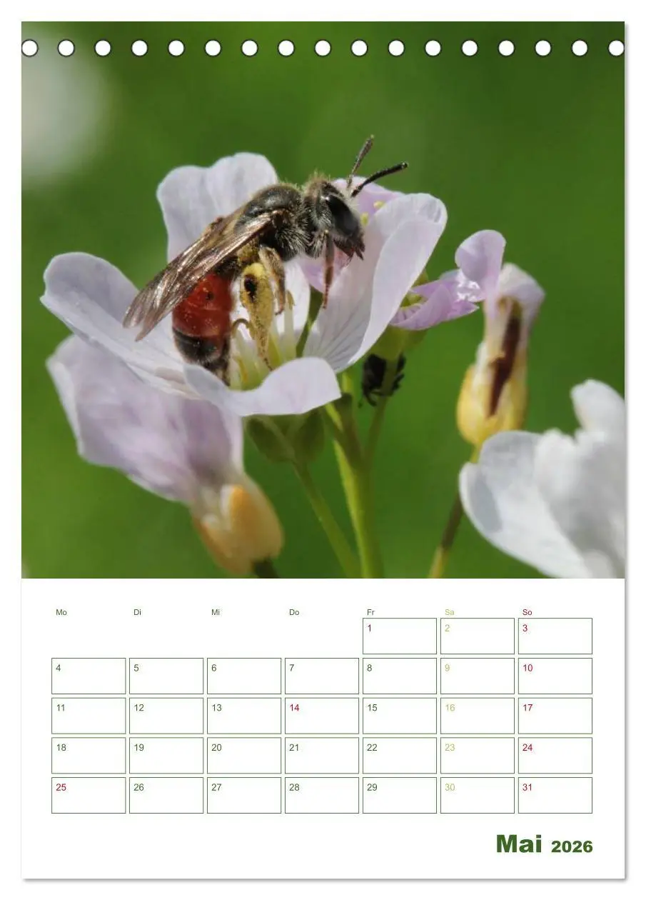 Bild: 9783516439557 | Bienen-Terminplaner 2026 (Tischkalender 2026 DIN A5 hoch), CALVENDO...