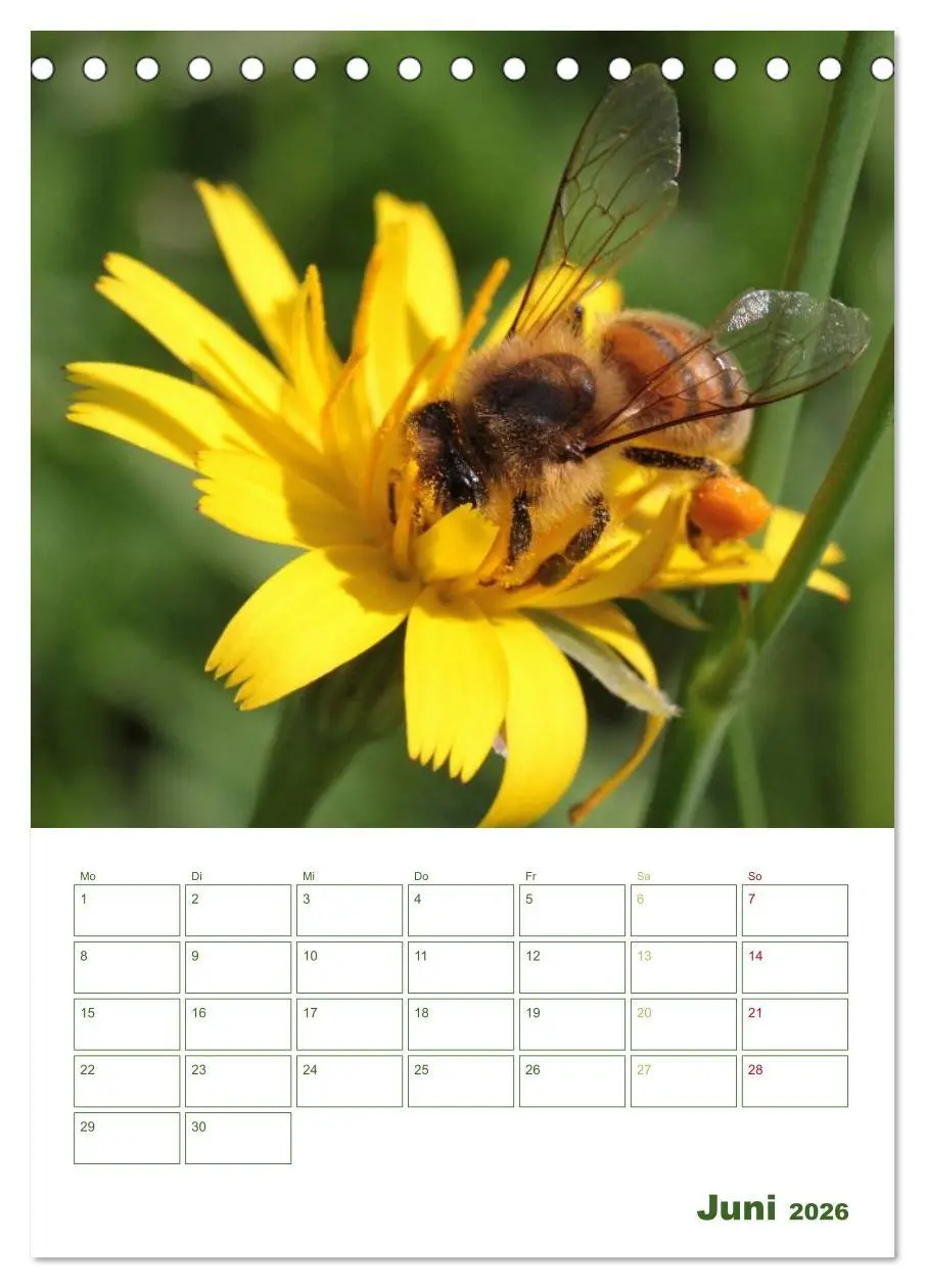 Bild: 9783516439557 | Bienen-Terminplaner 2026 (Tischkalender 2026 DIN A5 hoch), CALVENDO...