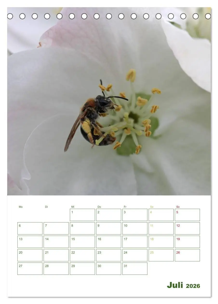 Bild: 9783516439557 | Bienen-Terminplaner 2026 (Tischkalender 2026 DIN A5 hoch), CALVENDO...