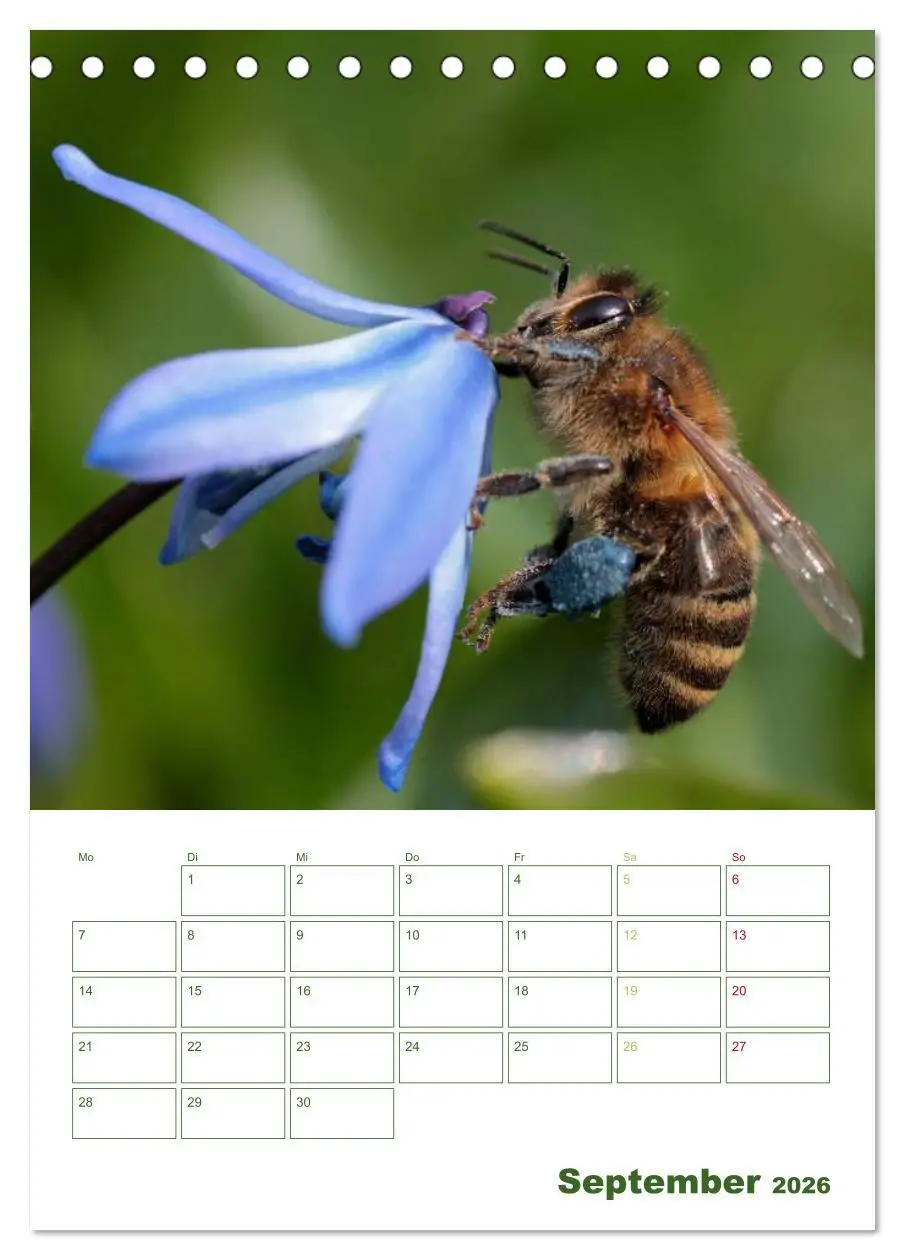 Bild: 9783516439557 | Bienen-Terminplaner 2026 (Tischkalender 2026 DIN A5 hoch), CALVENDO...