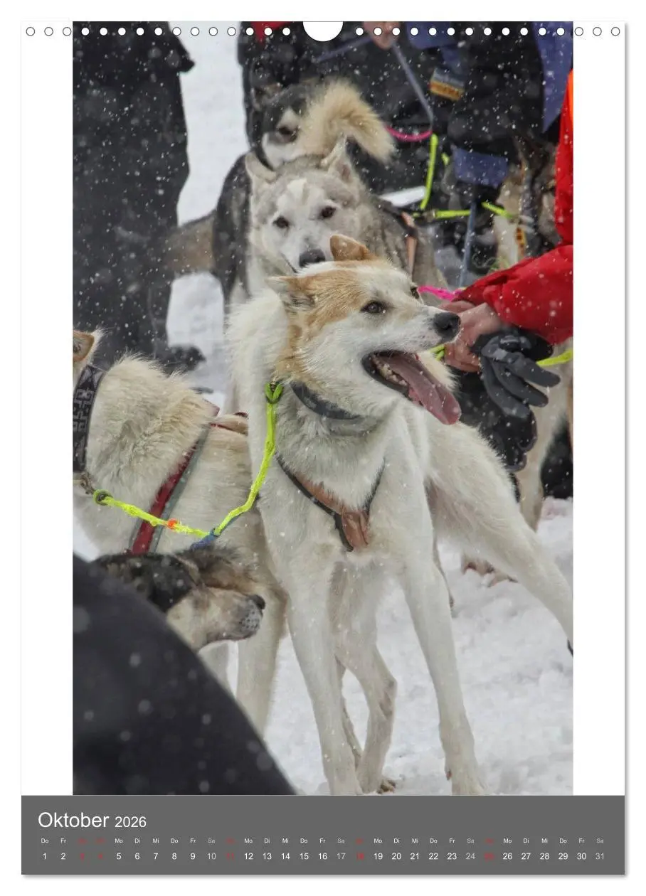Bild: 9783516429657 | Huskies - Portraits im Schnee (Wandkalender 2026 DIN A3 hoch),...