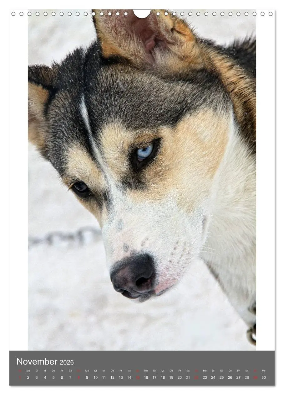 Bild: 9783516429657 | Huskies - Portraits im Schnee (Wandkalender 2026 DIN A3 hoch),...