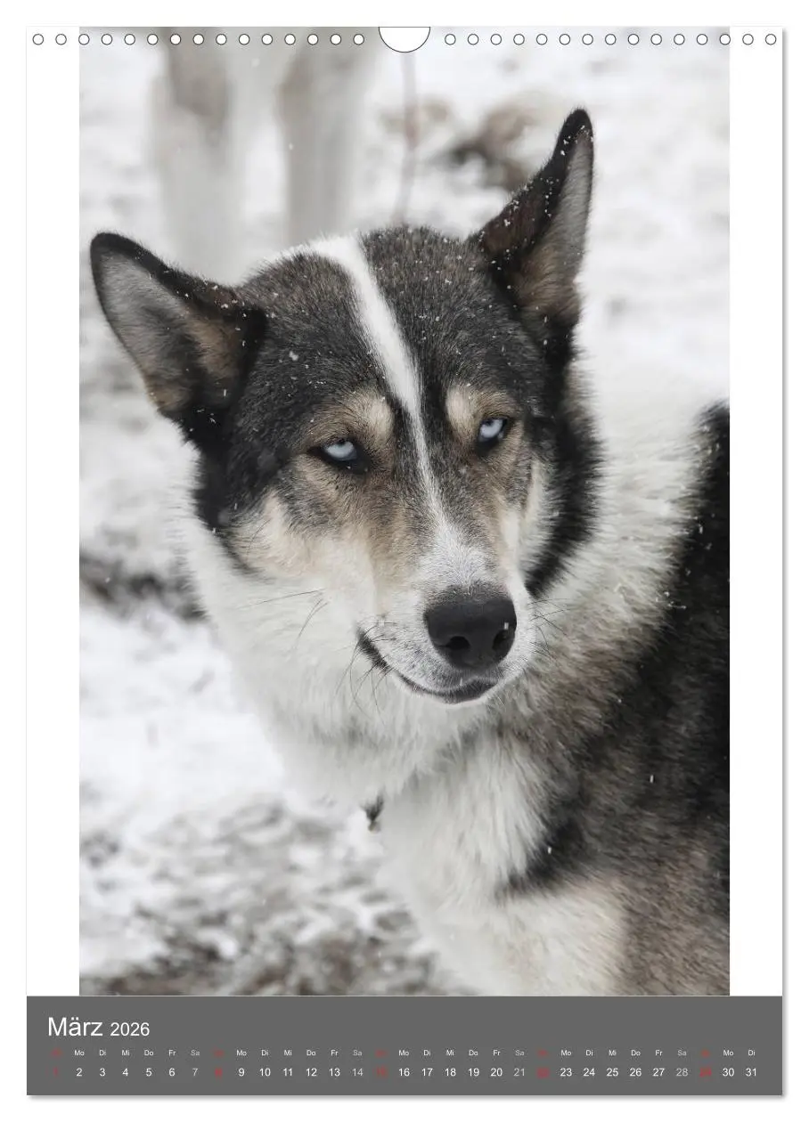 Bild: 9783516429657 | Huskies - Portraits im Schnee (Wandkalender 2026 DIN A3 hoch),...