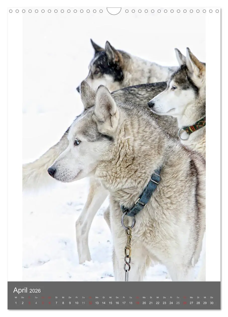 Bild: 9783516429657 | Huskies - Portraits im Schnee (Wandkalender 2026 DIN A3 hoch),...