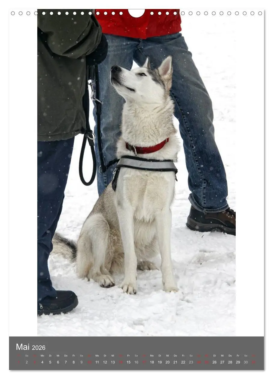 Bild: 9783516429657 | Huskies - Portraits im Schnee (Wandkalender 2026 DIN A3 hoch),...