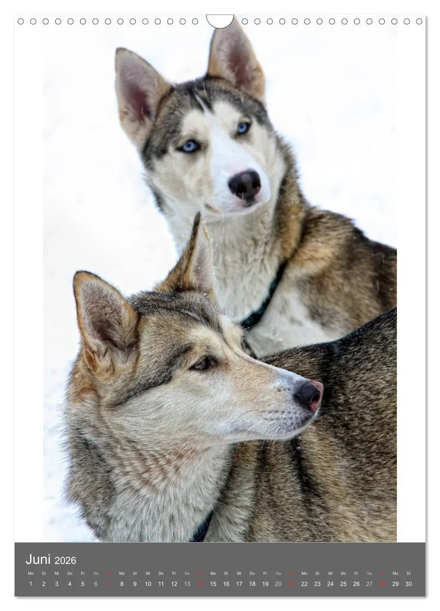 Bild: 9783516429657 | Huskies - Portraits im Schnee (Wandkalender 2026 DIN A3 hoch),...