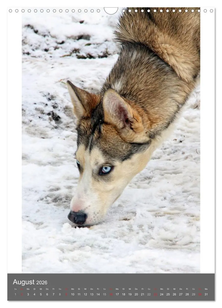 Bild: 9783516429657 | Huskies - Portraits im Schnee (Wandkalender 2026 DIN A3 hoch),...
