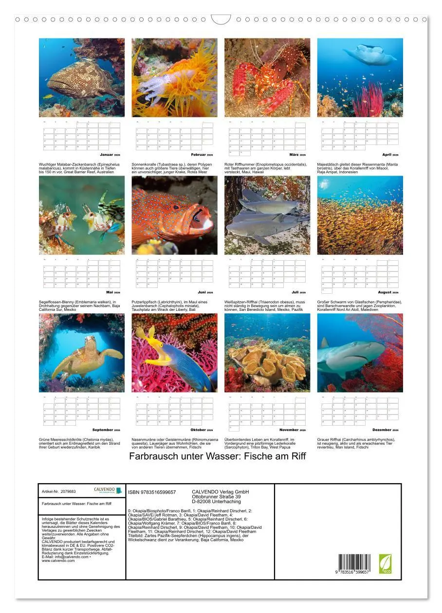 Bild: 9783516599657 | Farbrausch unter Wasser: Fische am Riff (Wandkalender 2026 DIN A2...