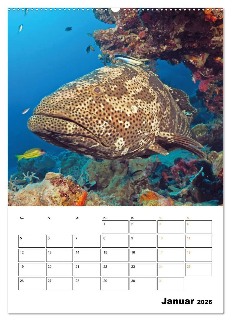 Bild: 9783516599657 | Farbrausch unter Wasser: Fische am Riff (Wandkalender 2026 DIN A2...