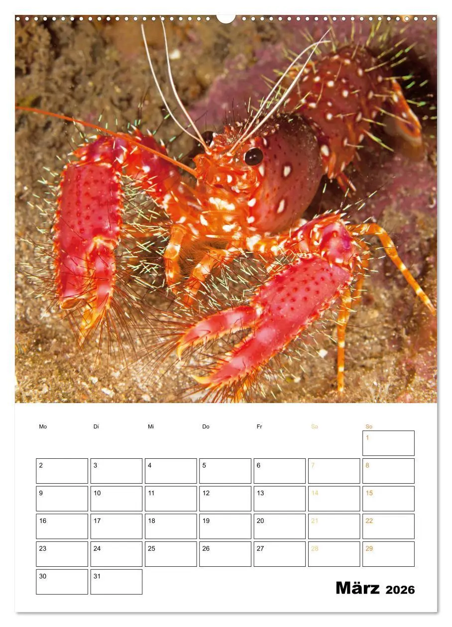 Bild: 9783516599657 | Farbrausch unter Wasser: Fische am Riff (Wandkalender 2026 DIN A2...