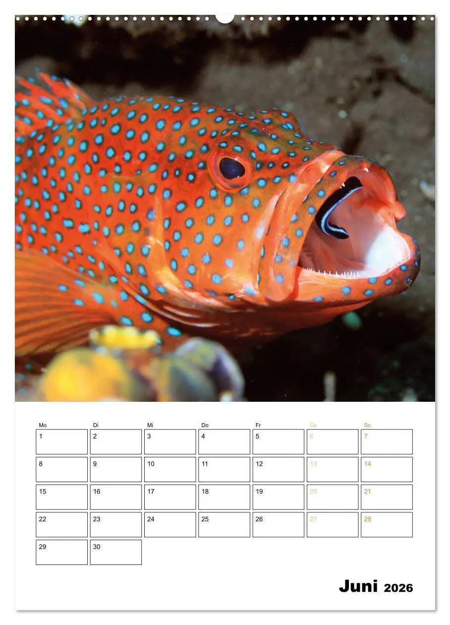 Bild: 9783516599657 | Farbrausch unter Wasser: Fische am Riff (Wandkalender 2026 DIN A2...