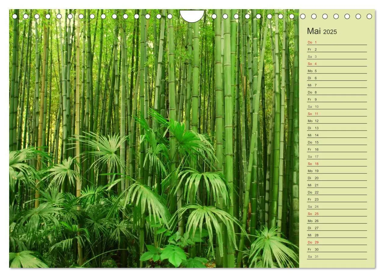 Bild: 9783435549757 | BAMBUS (Wandkalender 2025 DIN A4 quer), CALVENDO Monatskalender | 2025