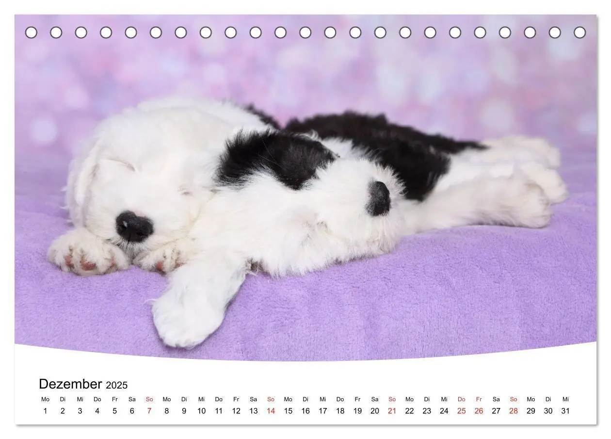 Bild: 9783435159857 | Süße Träume 2025 - schlafende Hundewelpen (Tischkalender 2025 DIN...