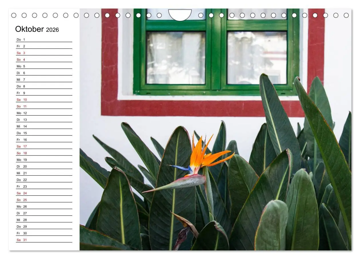 Bild: 9783457939857 | Strelitzien - die Paradiesvögel unter den Blumen (Wandkalender 2026...