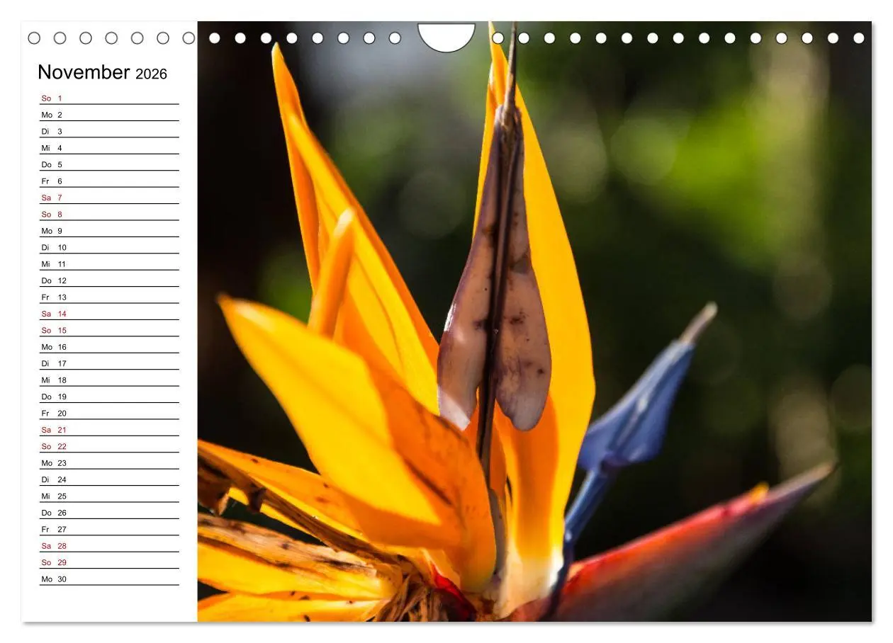 Bild: 9783457939857 | Strelitzien - die Paradiesvögel unter den Blumen (Wandkalender 2026...