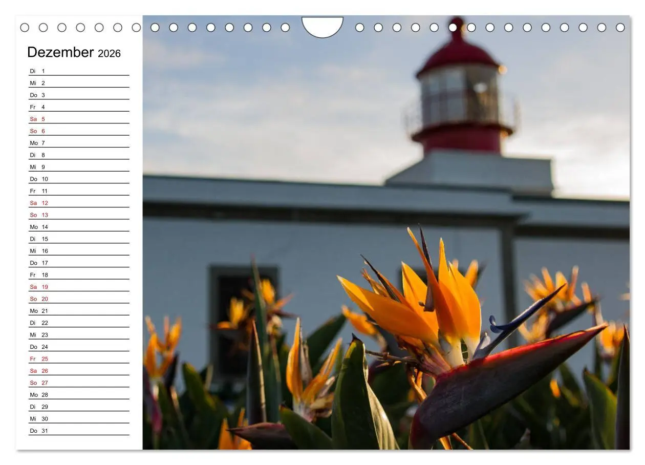 Bild: 9783457939857 | Strelitzien - die Paradiesvögel unter den Blumen (Wandkalender 2026...