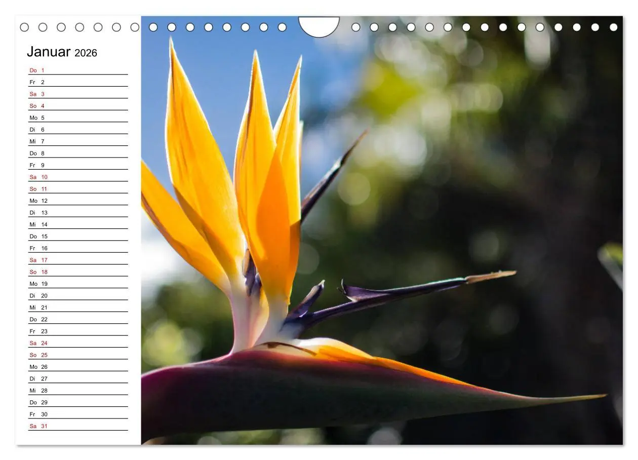 Bild: 9783457939857 | Strelitzien - die Paradiesvögel unter den Blumen (Wandkalender 2026...