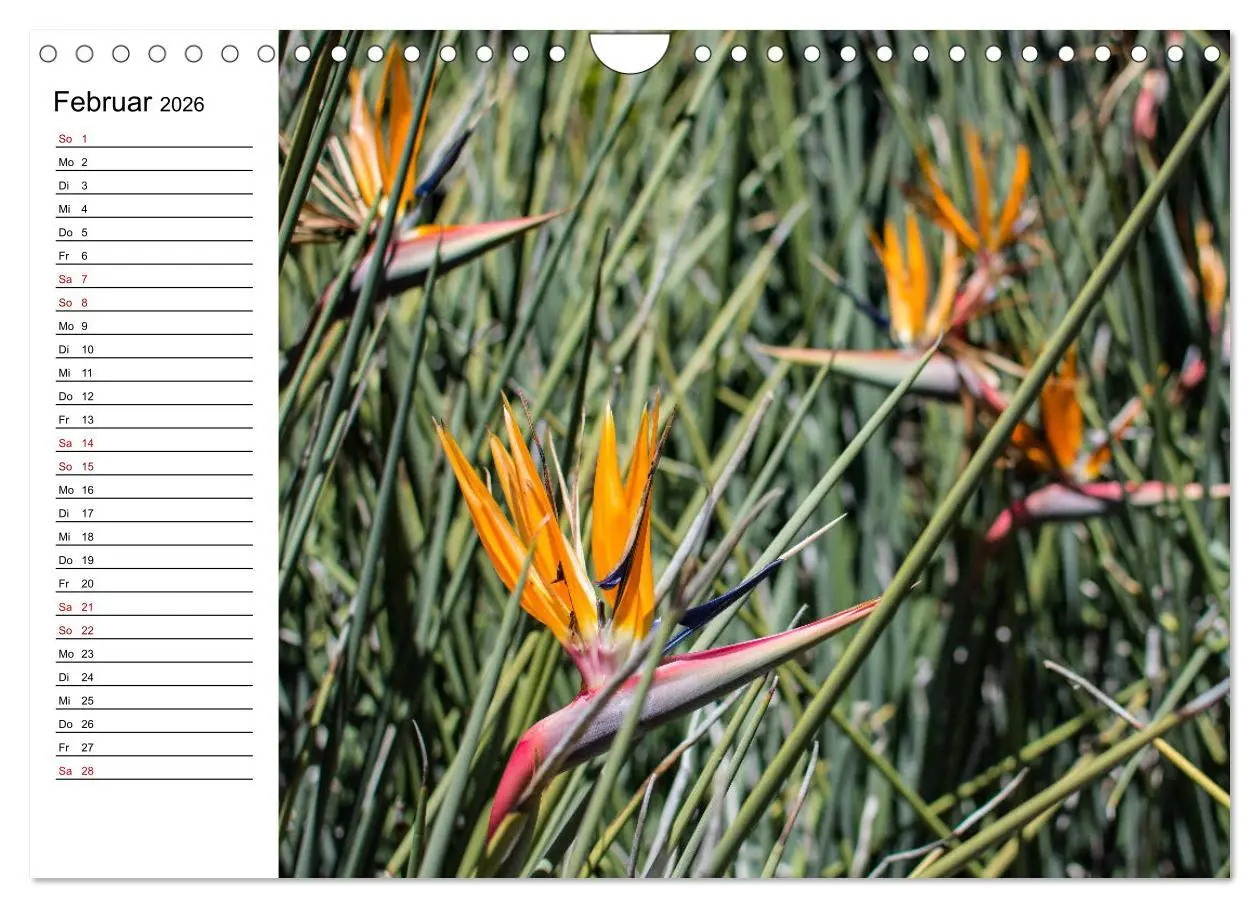 Bild: 9783457939857 | Strelitzien - die Paradiesvögel unter den Blumen (Wandkalender 2026...