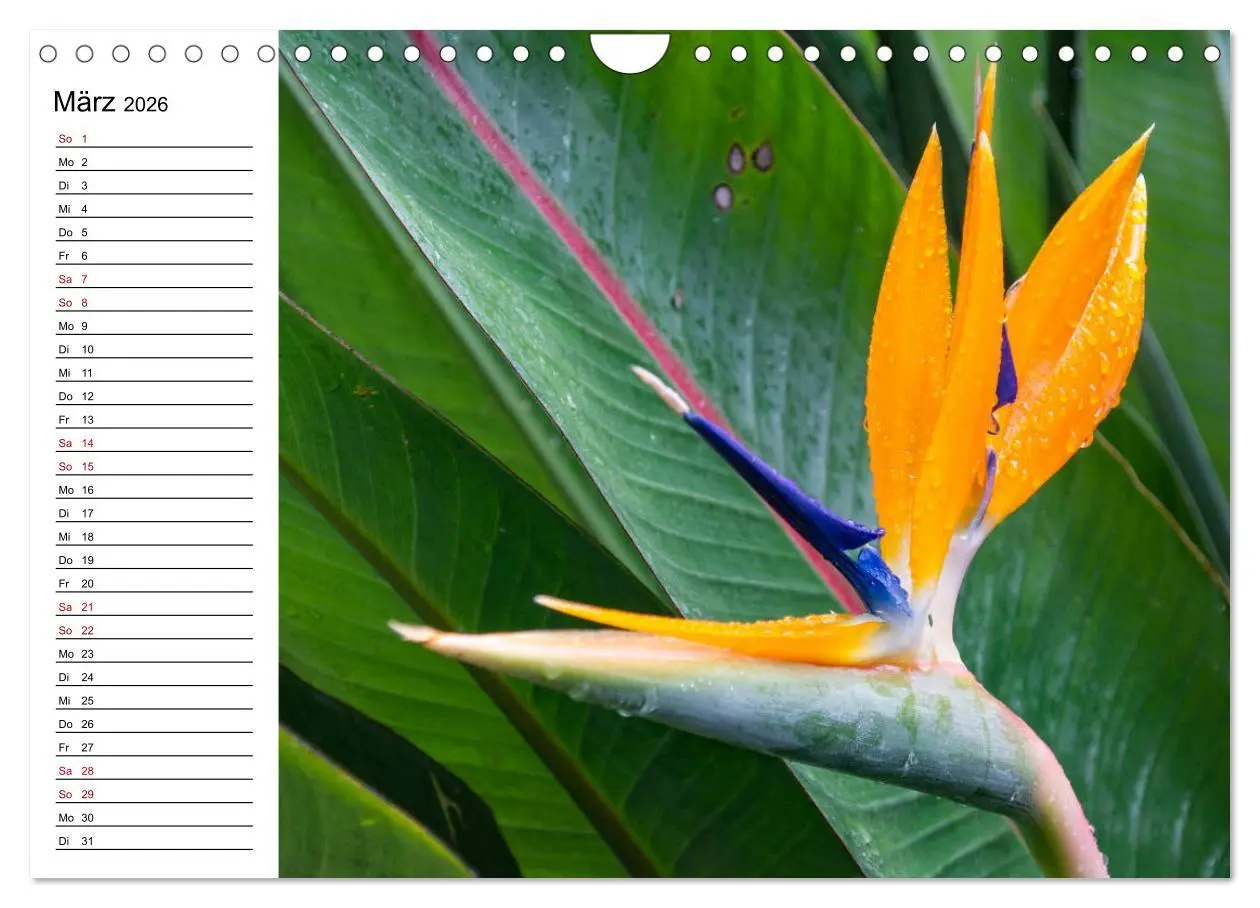 Bild: 9783457939857 | Strelitzien - die Paradiesvögel unter den Blumen (Wandkalender 2026...