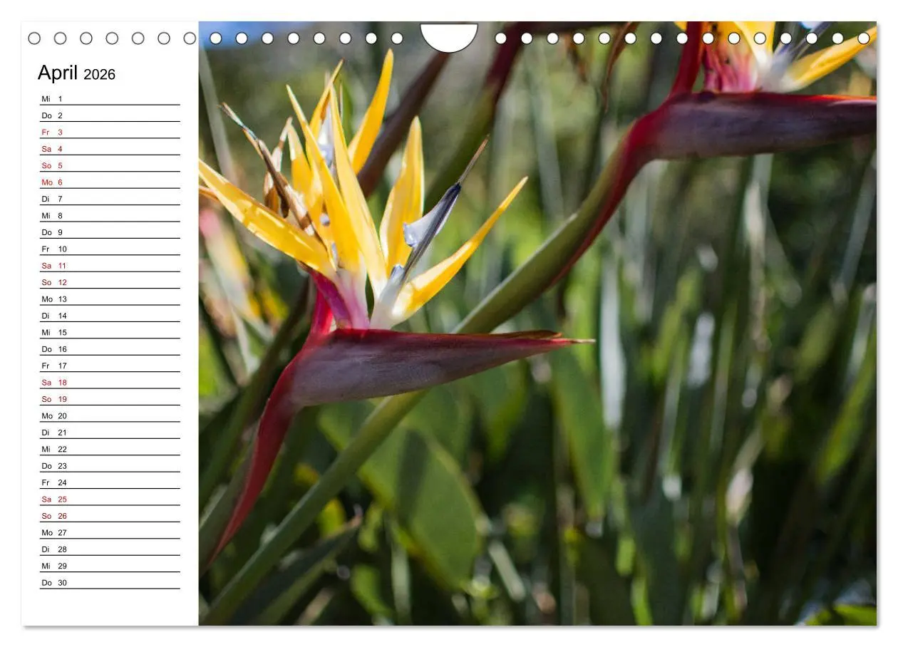 Bild: 9783457939857 | Strelitzien - die Paradiesvögel unter den Blumen (Wandkalender 2026...