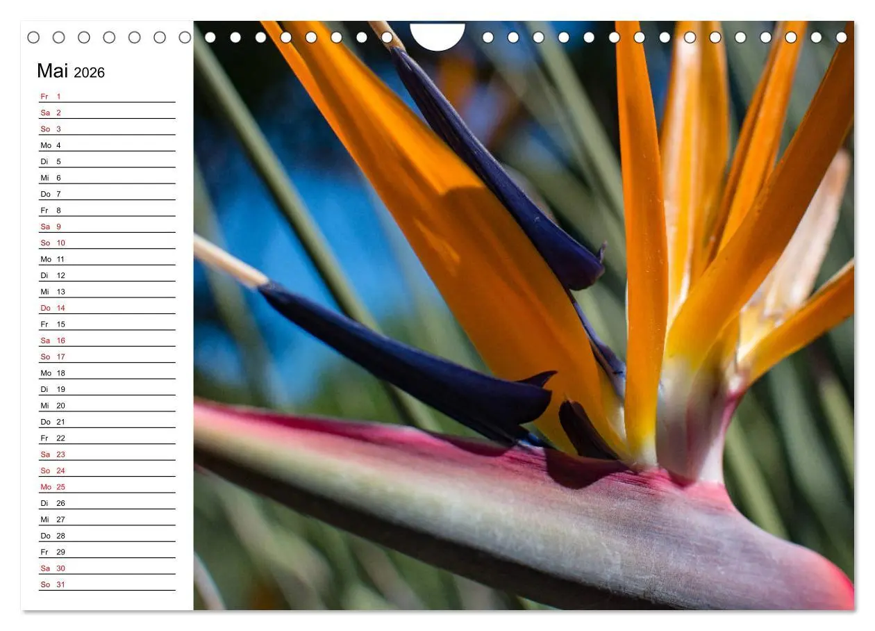 Bild: 9783457939857 | Strelitzien - die Paradiesvögel unter den Blumen (Wandkalender 2026...