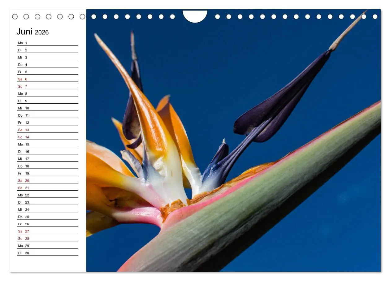Bild: 9783457939857 | Strelitzien - die Paradiesvögel unter den Blumen (Wandkalender 2026...