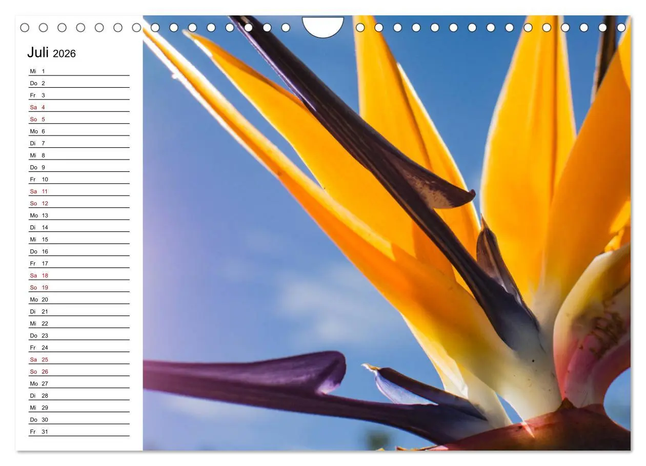 Bild: 9783457939857 | Strelitzien - die Paradiesvögel unter den Blumen (Wandkalender 2026...