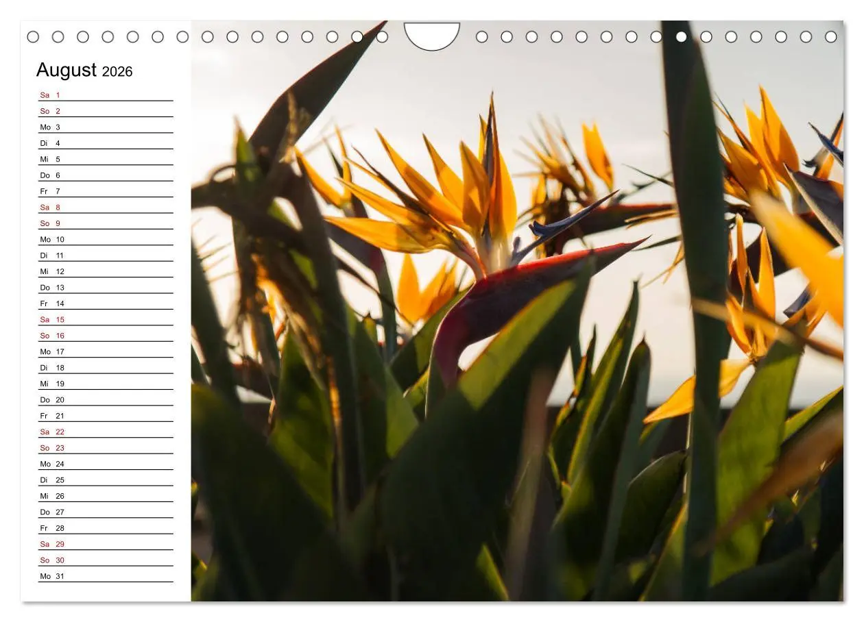 Bild: 9783457939857 | Strelitzien - die Paradiesvögel unter den Blumen (Wandkalender 2026...