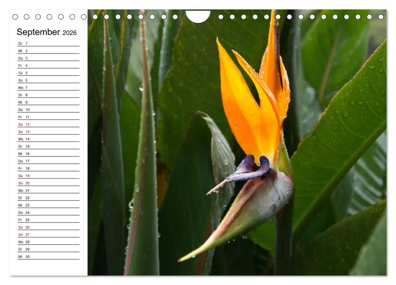 Bild: 9783457939857 | Strelitzien - die Paradiesvögel unter den Blumen (Wandkalender 2026...