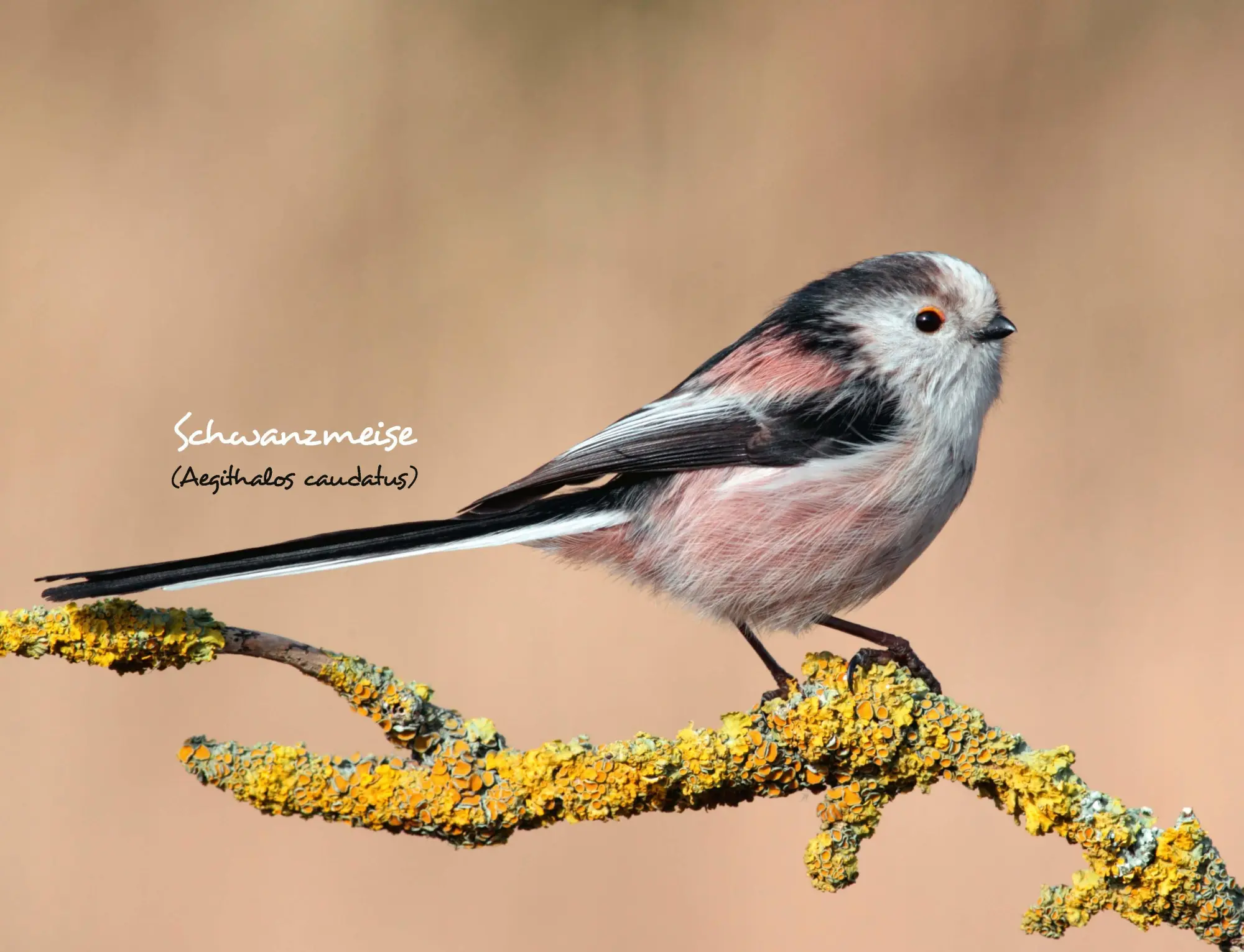 Bild: 9783966649957 | Kalender Unsere Gartenvögel 2026 Eintragkalender | Kalender | 14 S.