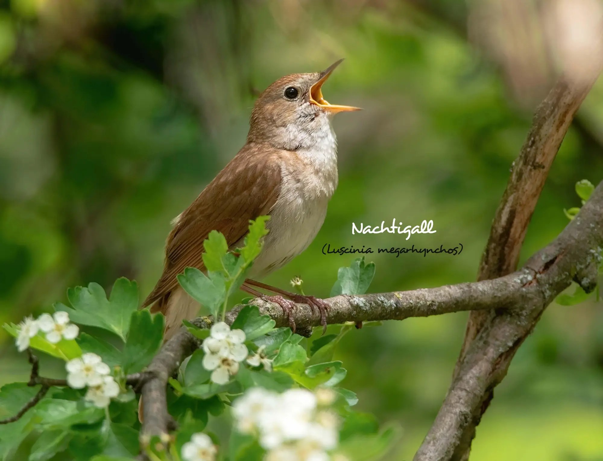 Bild: 9783966649957 | Kalender Unsere Gartenvögel 2026 Eintragkalender | Kalender | 14 S.