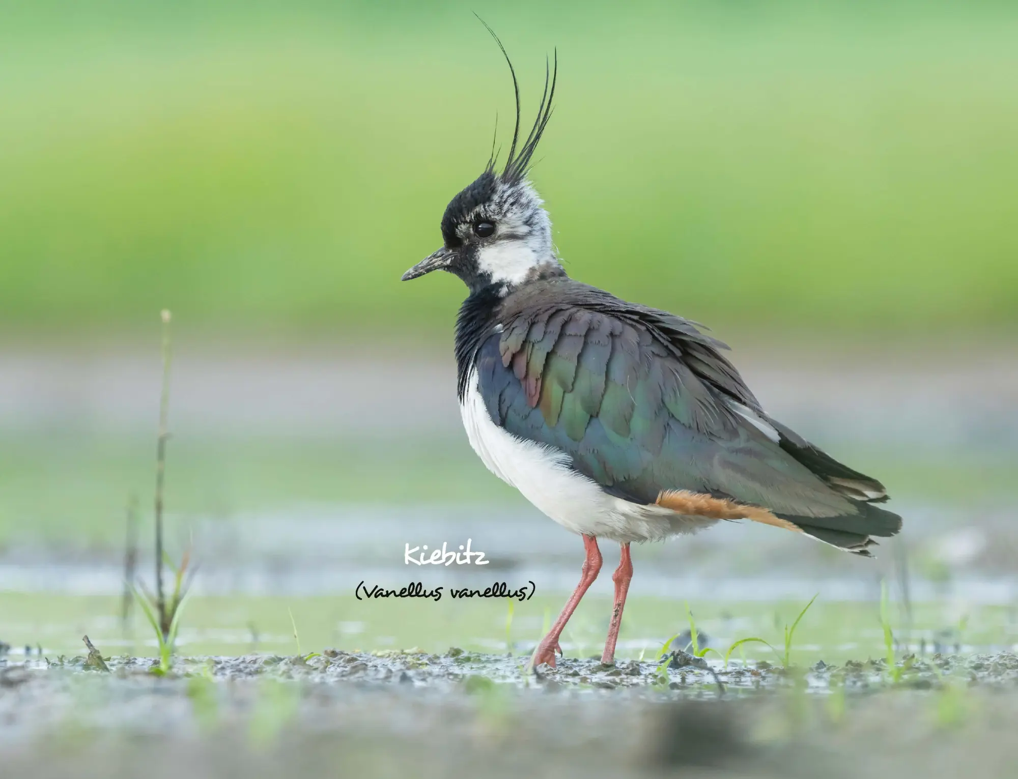 Bild: 9783966649957 | Kalender Unsere Gartenvögel 2026 Eintragkalender | Kalender | 14 S.