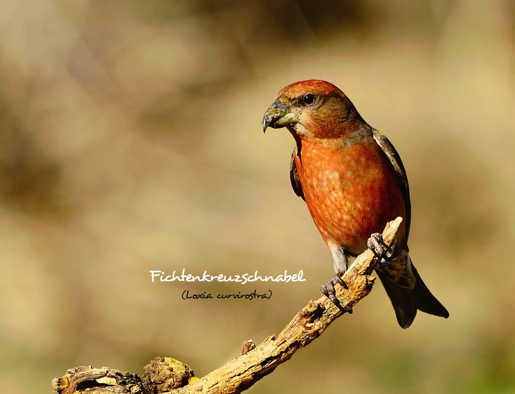 Bild: 9783966649957 | Kalender Unsere Gartenvögel 2026 Eintragkalender | Kalender | 14 S.