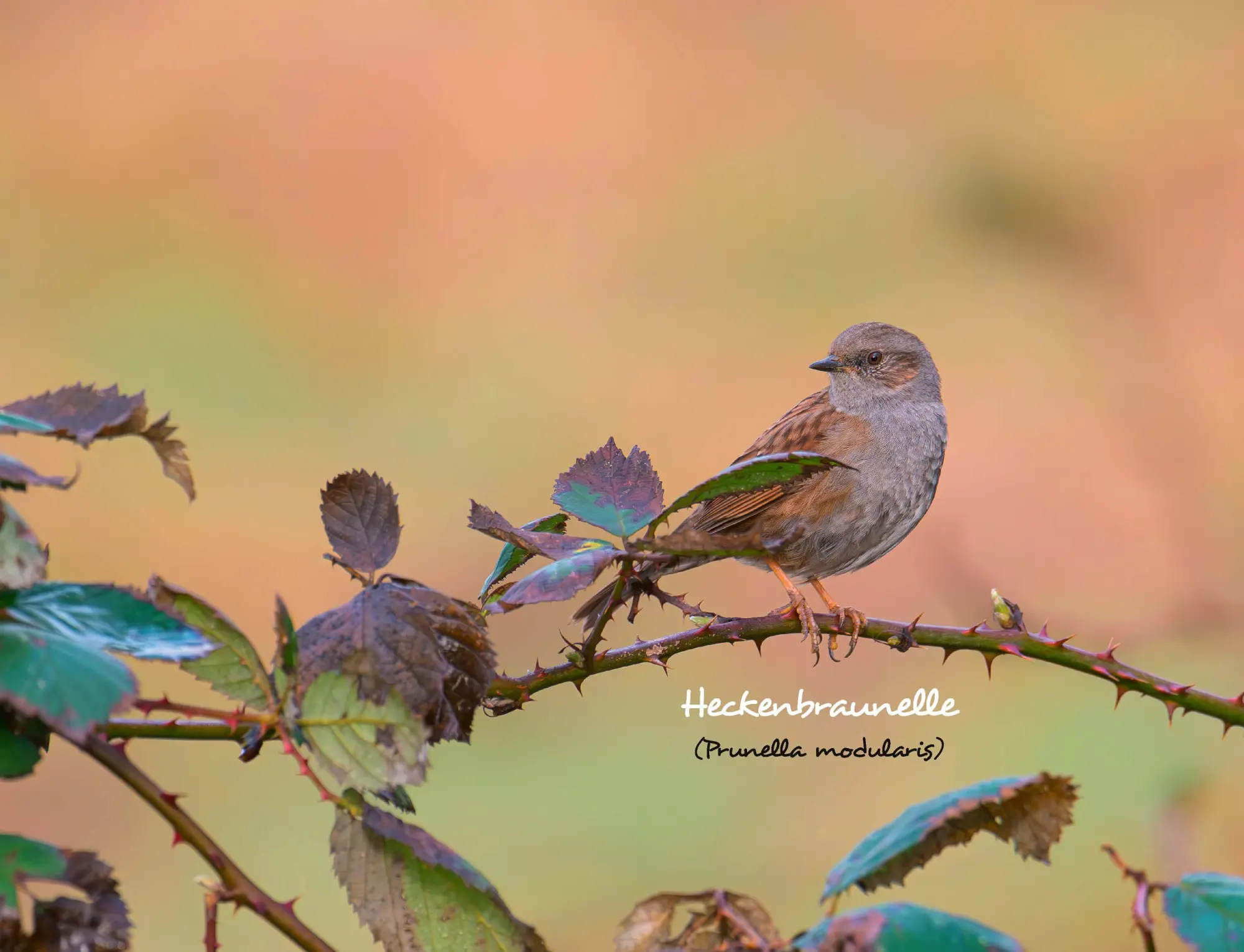 Bild: 9783966649957 | Kalender Unsere Gartenvögel 2026 Eintragkalender | Kalender | 14 S.