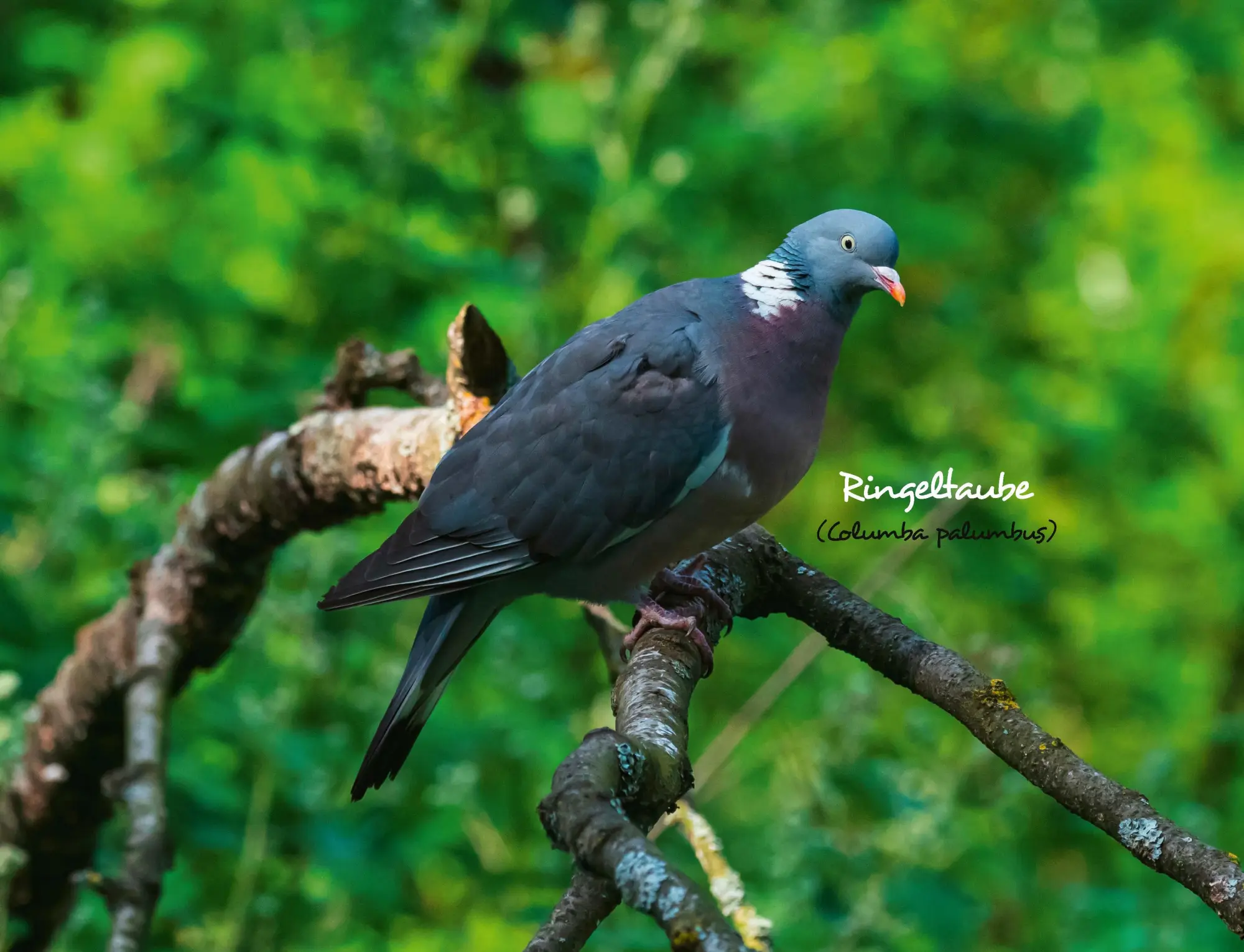 Bild: 9783966649957 | Kalender Unsere Gartenvögel 2026 Eintragkalender | Kalender | 14 S.