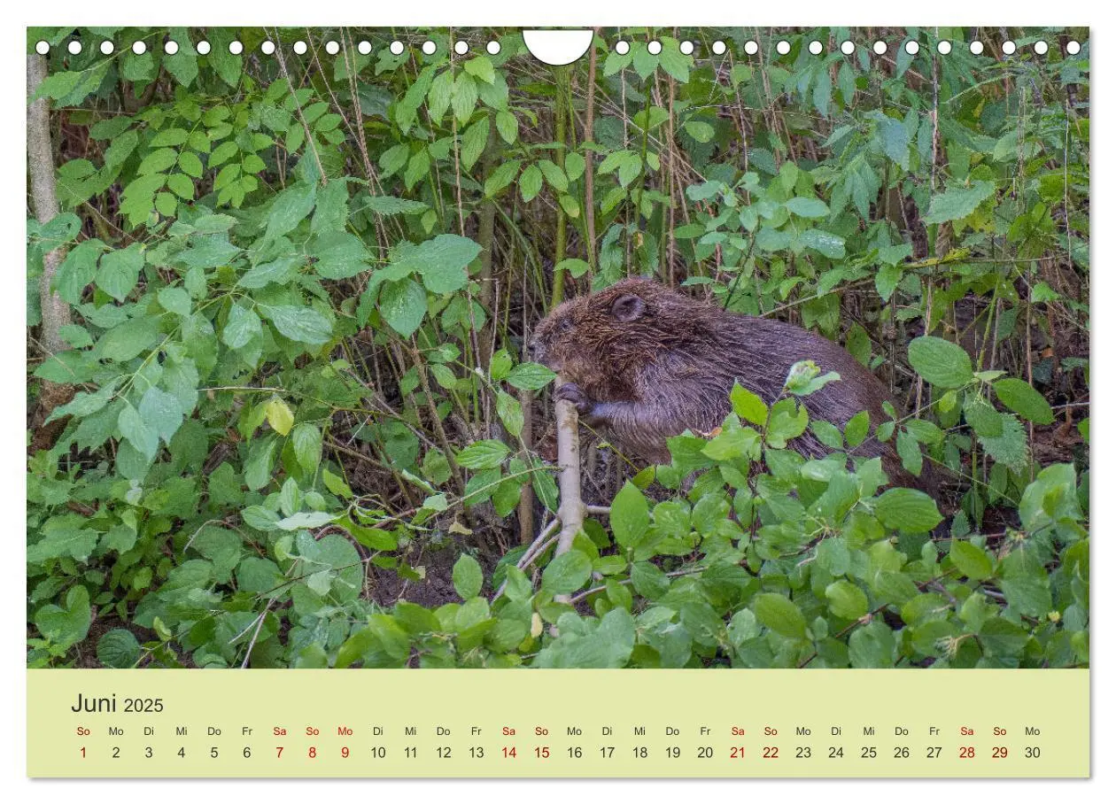Bild: 9783435020058 | Faszination Biber (Wandkalender 2025 DIN A4 quer), CALVENDO...