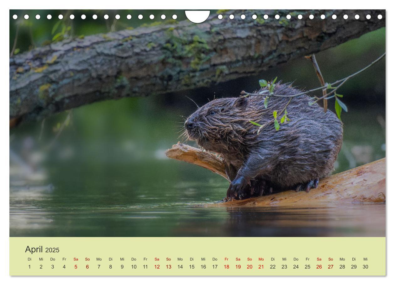 Bild: 9783435020058 | Faszination Biber (Wandkalender 2025 DIN A4 quer), CALVENDO...
