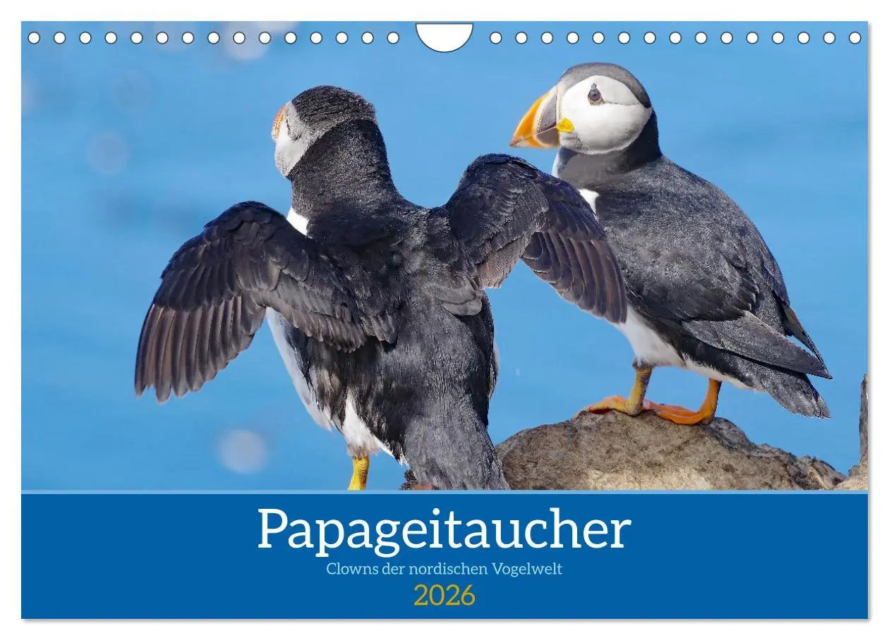 Cover: 9783457590058 | Papageitaucher - Clowns der nordischen Vogelwelt (Wandkalender 2026...