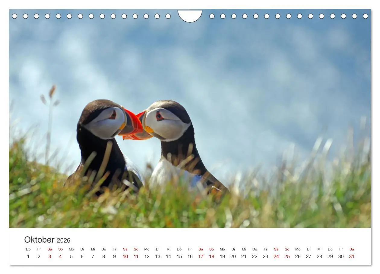 Bild: 9783457590058 | Papageitaucher - Clowns der nordischen Vogelwelt (Wandkalender 2026...