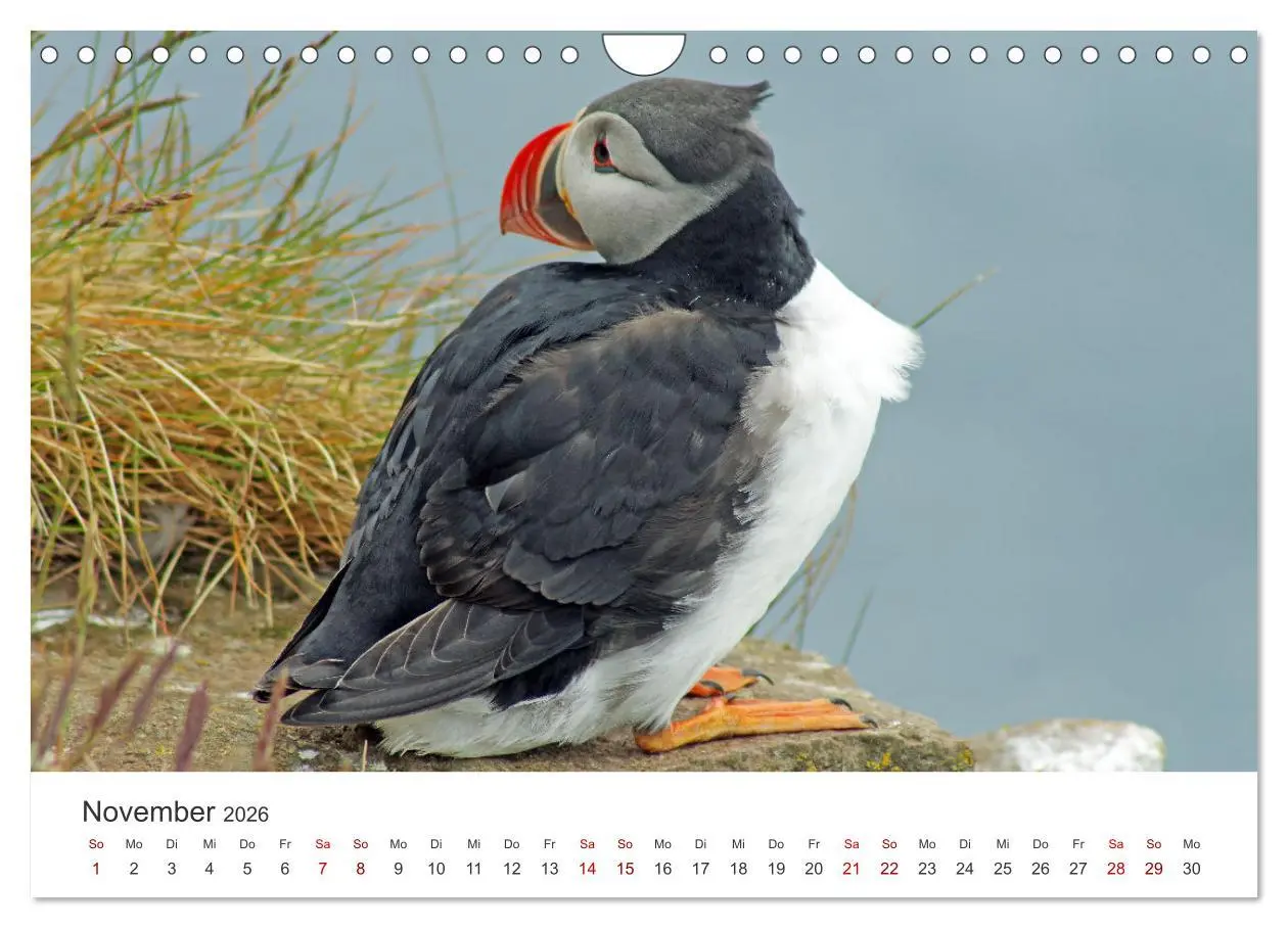 Bild: 9783457590058 | Papageitaucher - Clowns der nordischen Vogelwelt (Wandkalender 2026...