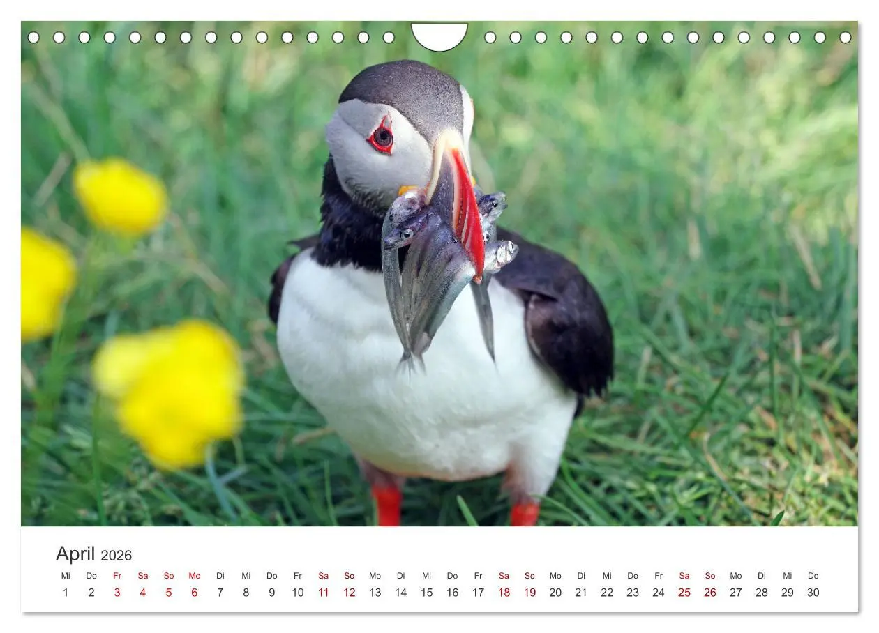 Bild: 9783457590058 | Papageitaucher - Clowns der nordischen Vogelwelt (Wandkalender 2026...