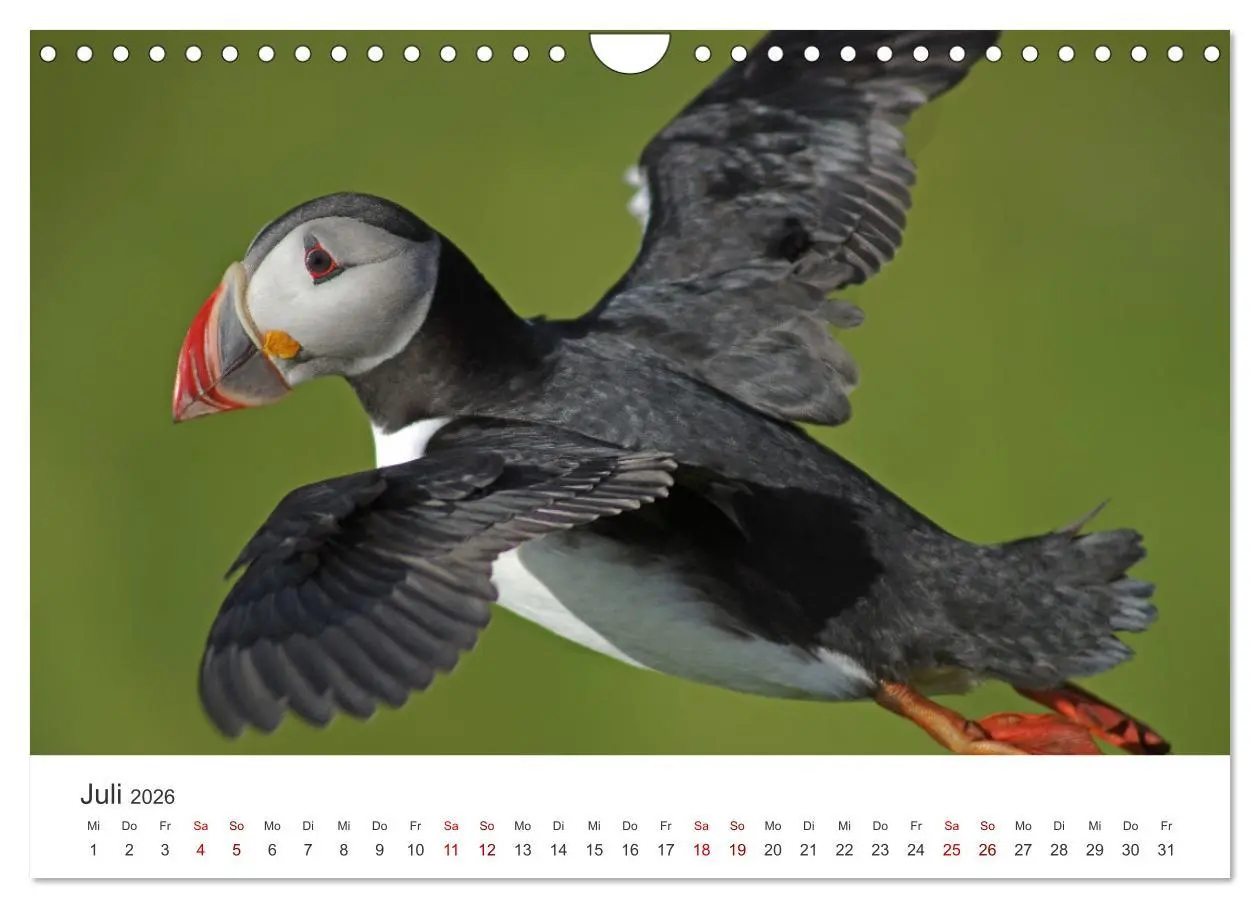 Bild: 9783457590058 | Papageitaucher - Clowns der nordischen Vogelwelt (Wandkalender 2026...