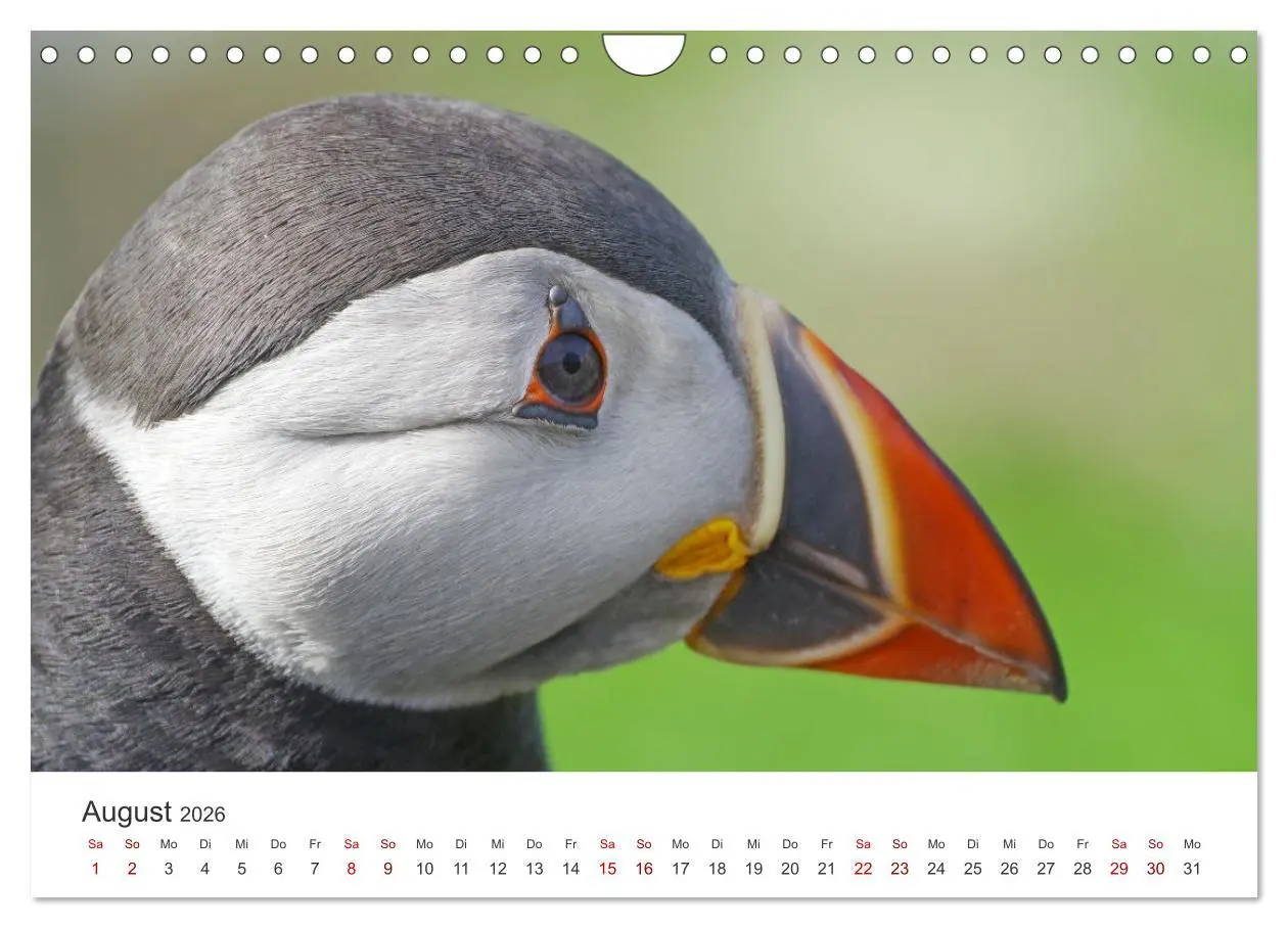 Bild: 9783457590058 | Papageitaucher - Clowns der nordischen Vogelwelt (Wandkalender 2026...