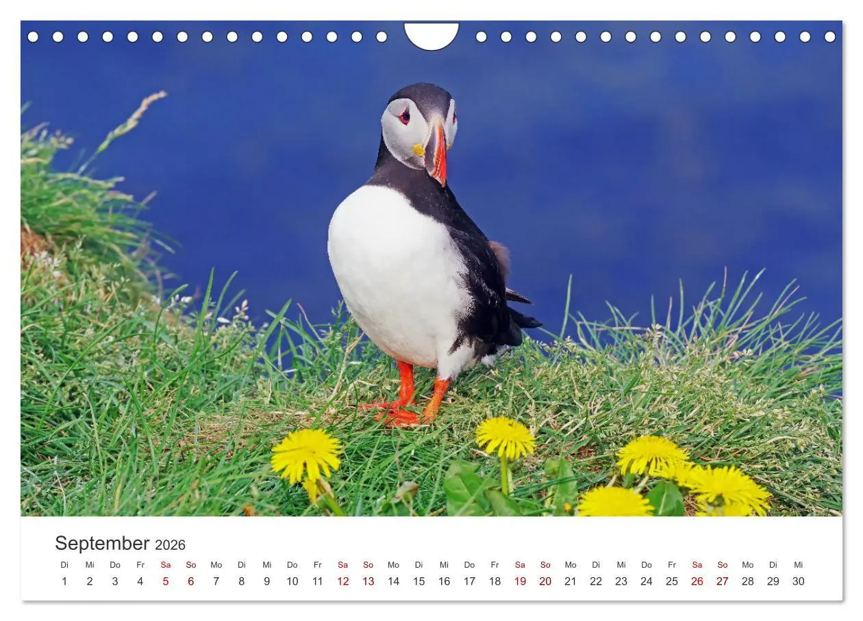 Bild: 9783457590058 | Papageitaucher - Clowns der nordischen Vogelwelt (Wandkalender 2026...