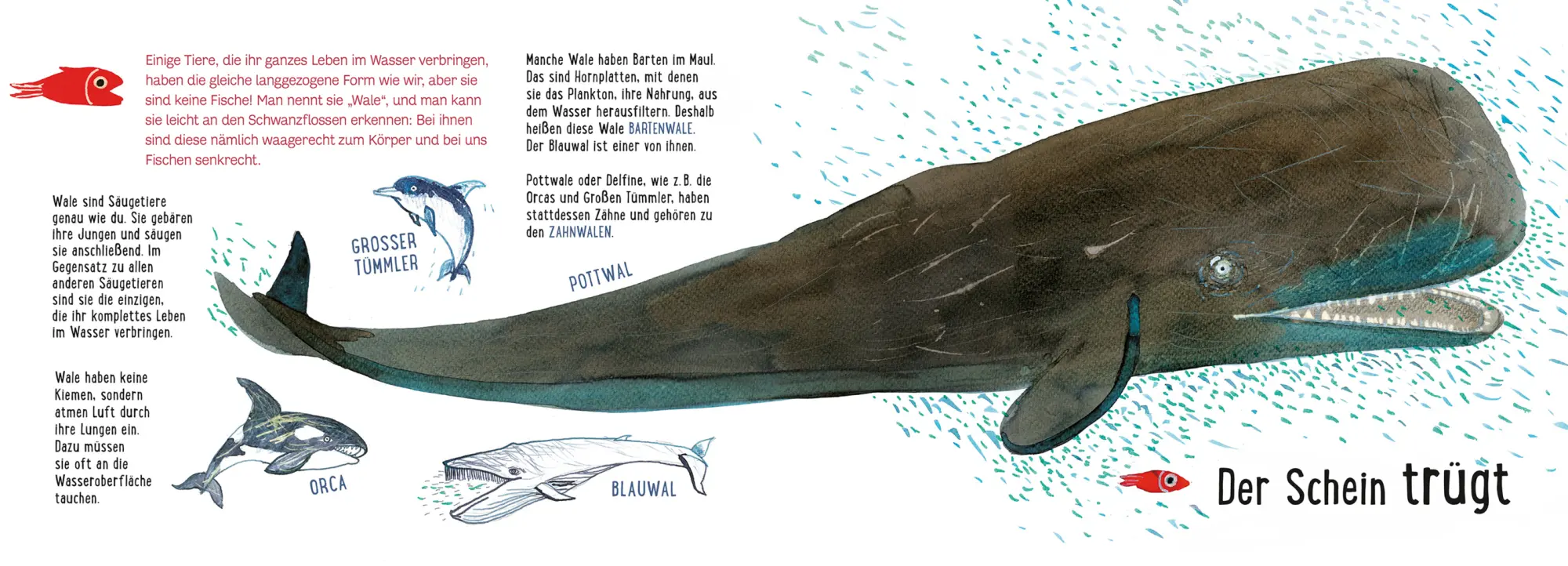 Bild: 9783734860058 | Lerne uns kennen - Die Fische | Lucia Scuderi | Buch | 40 S. | Deutsch