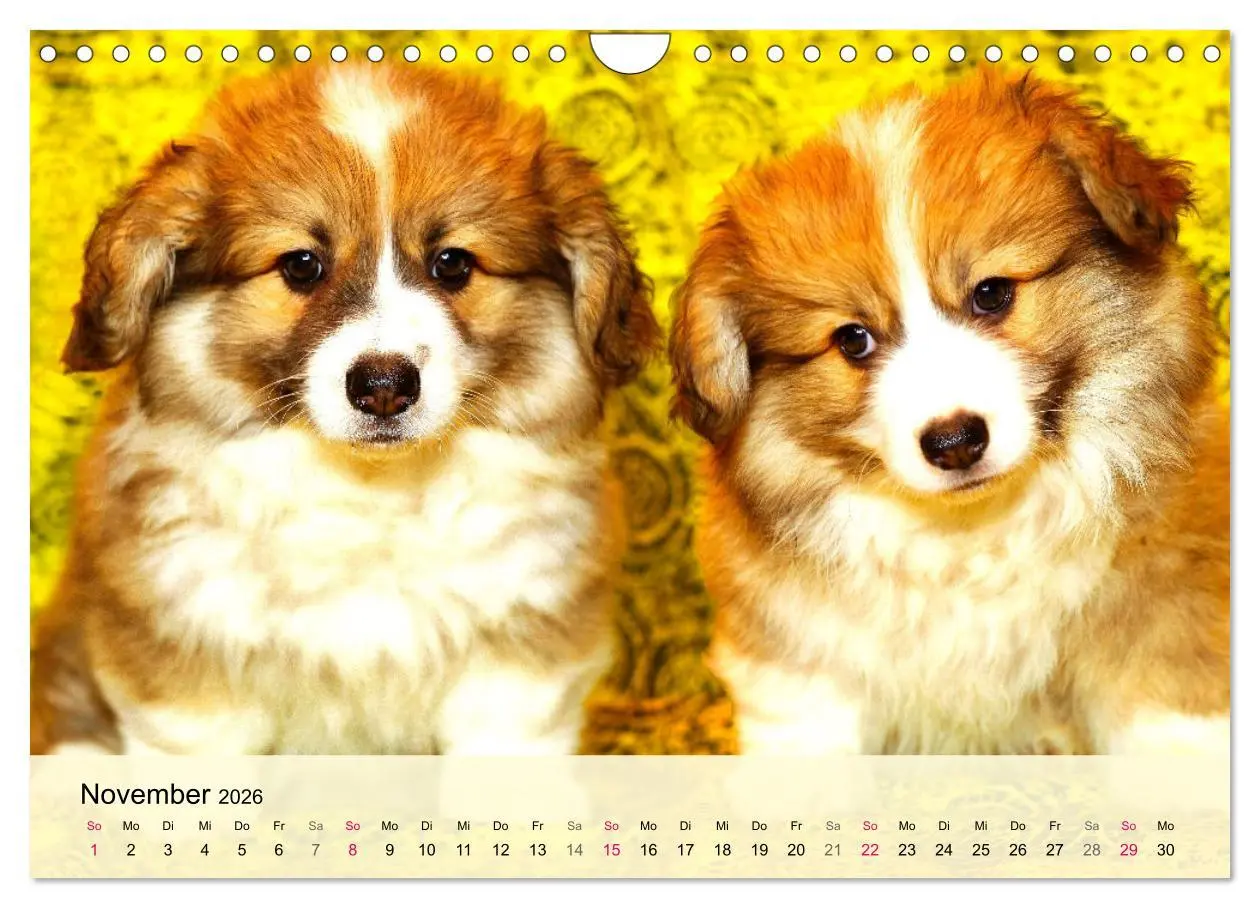 Bild: 9783457570258 | Welsh Corgi. Zauberhafter Dickkopf auf kurzen Beinen (Wandkalender...