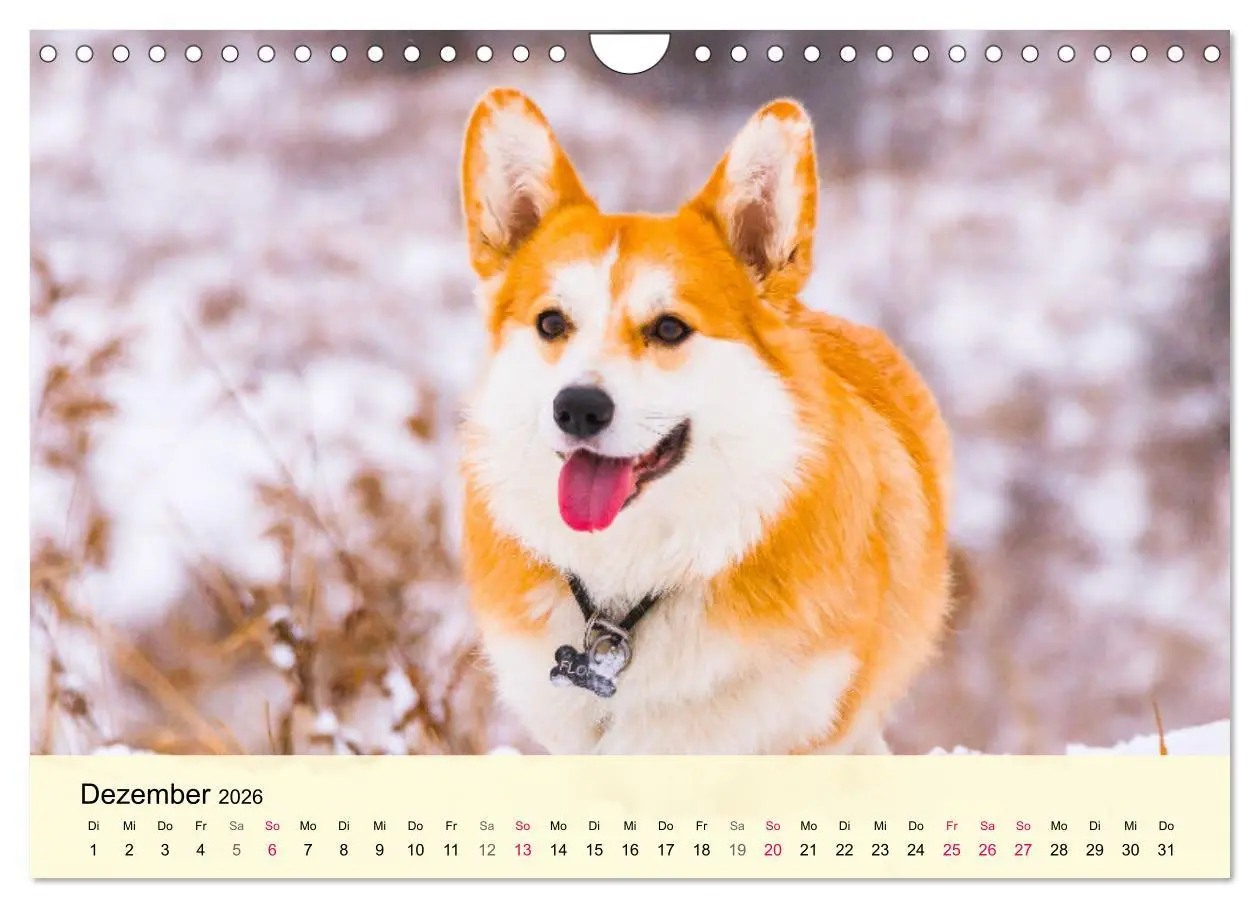 Bild: 9783457570258 | Welsh Corgi. Zauberhafter Dickkopf auf kurzen Beinen (Wandkalender...
