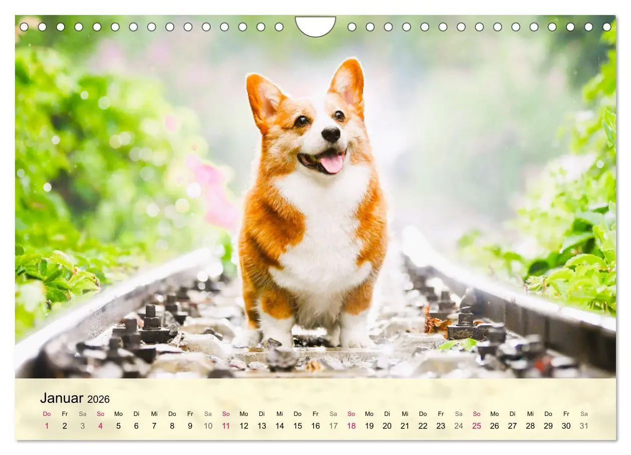 Bild: 9783457570258 | Welsh Corgi. Zauberhafter Dickkopf auf kurzen Beinen (Wandkalender...