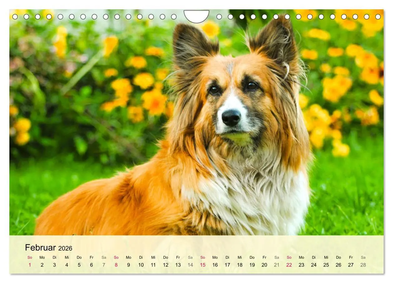 Bild: 9783457570258 | Welsh Corgi. Zauberhafter Dickkopf auf kurzen Beinen (Wandkalender...